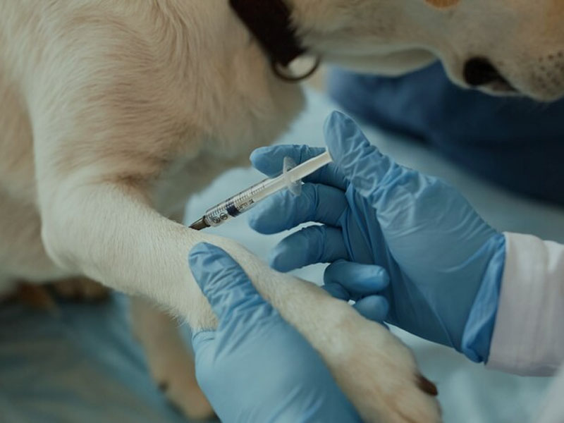 AIM Vaccine publicerar de senaste prekliniska uppgifterna om mRNA-rabiesvaccin i 