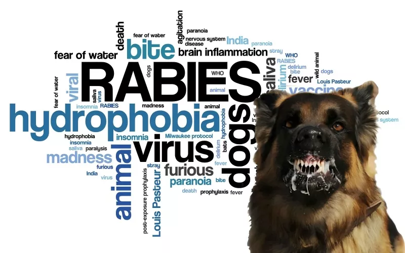 Expertkonsensus om profylax efter exponering av rabies hos barn (2025-utgåvan)